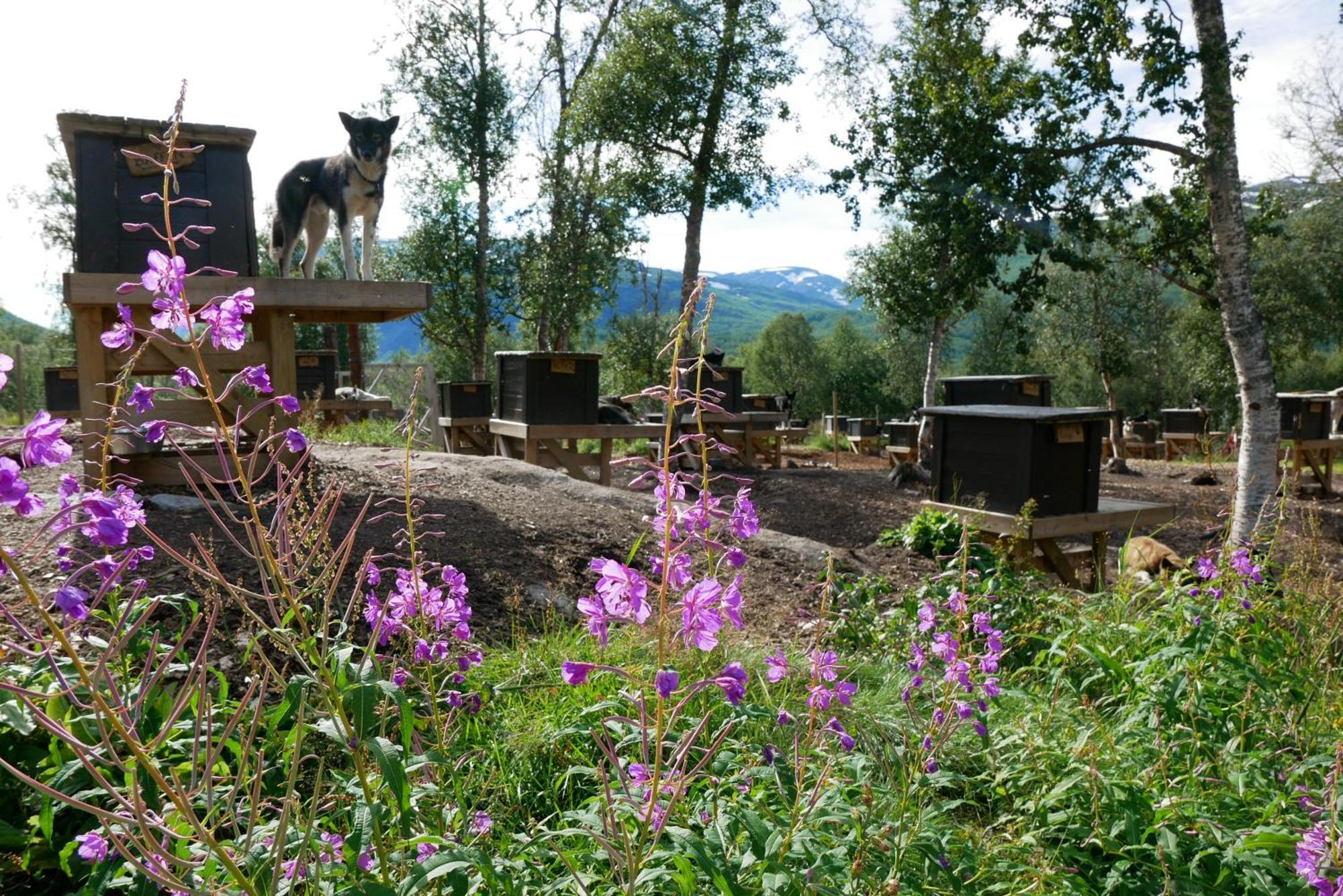 Bardu Huskylodge Dış mekan fotoğraf