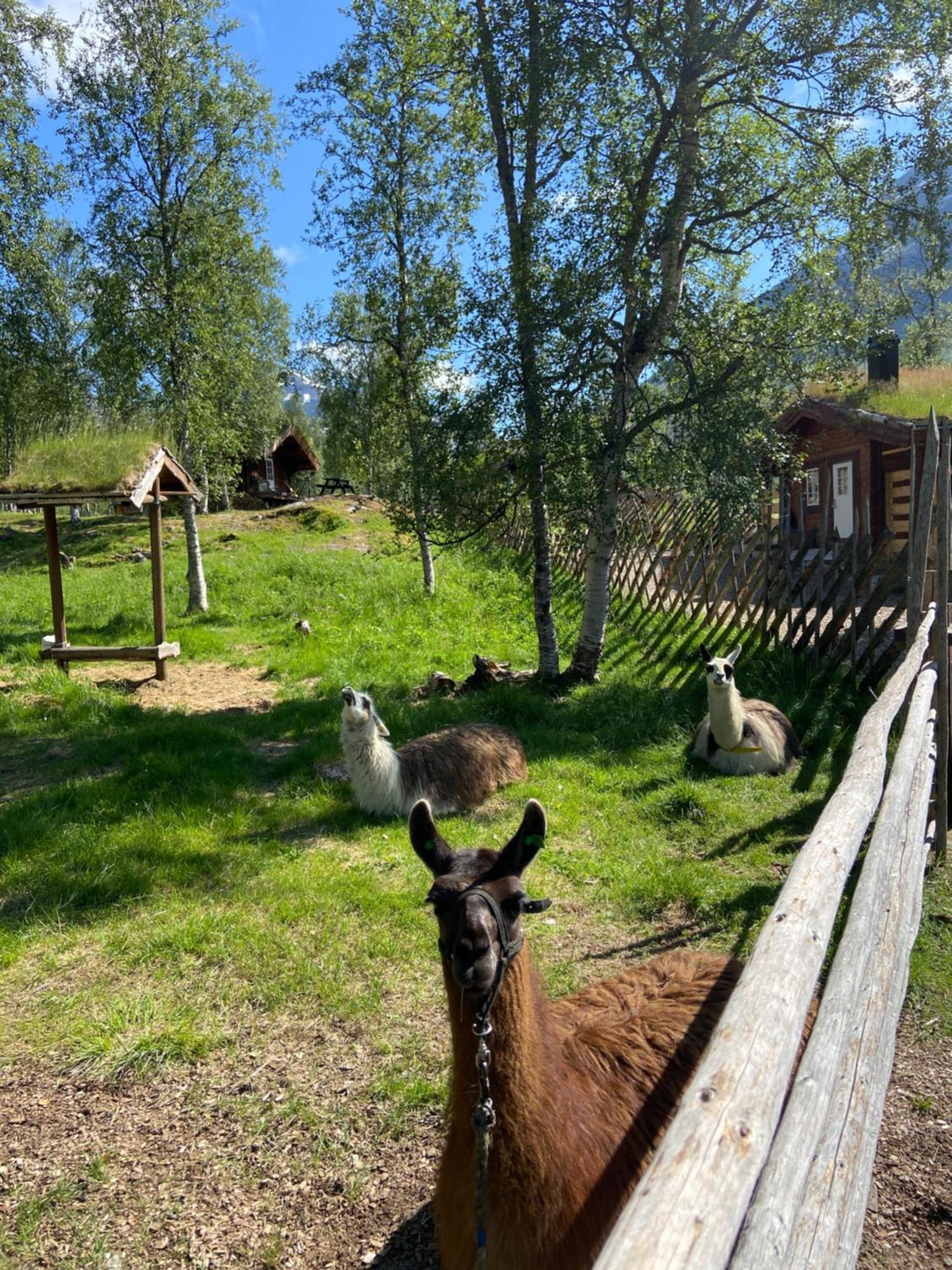 Bardu Huskylodge Dış mekan fotoğraf