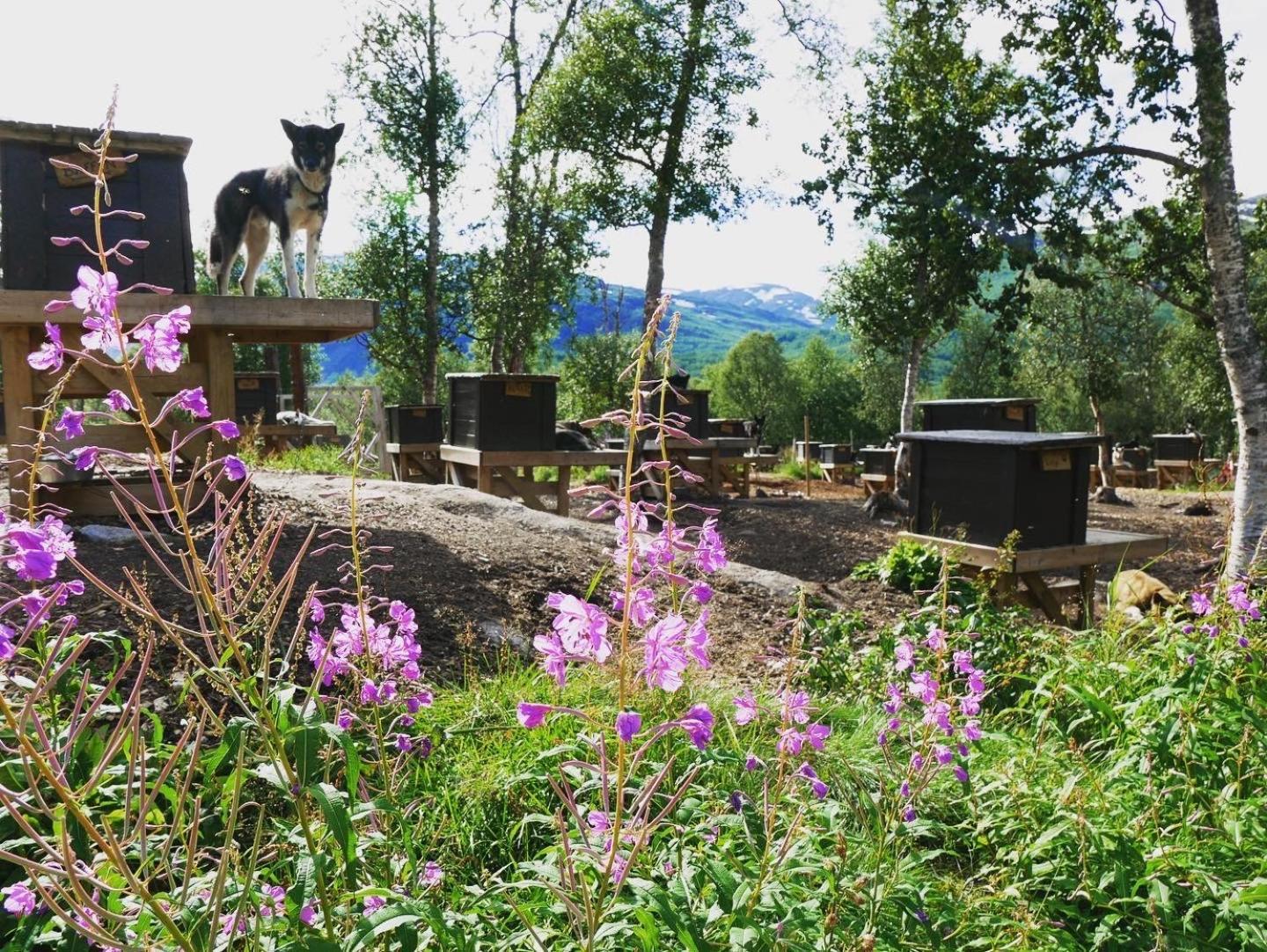 Bardu Huskylodge Dış mekan fotoğraf
