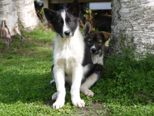Bardu Huskylodge Dış mekan fotoğraf