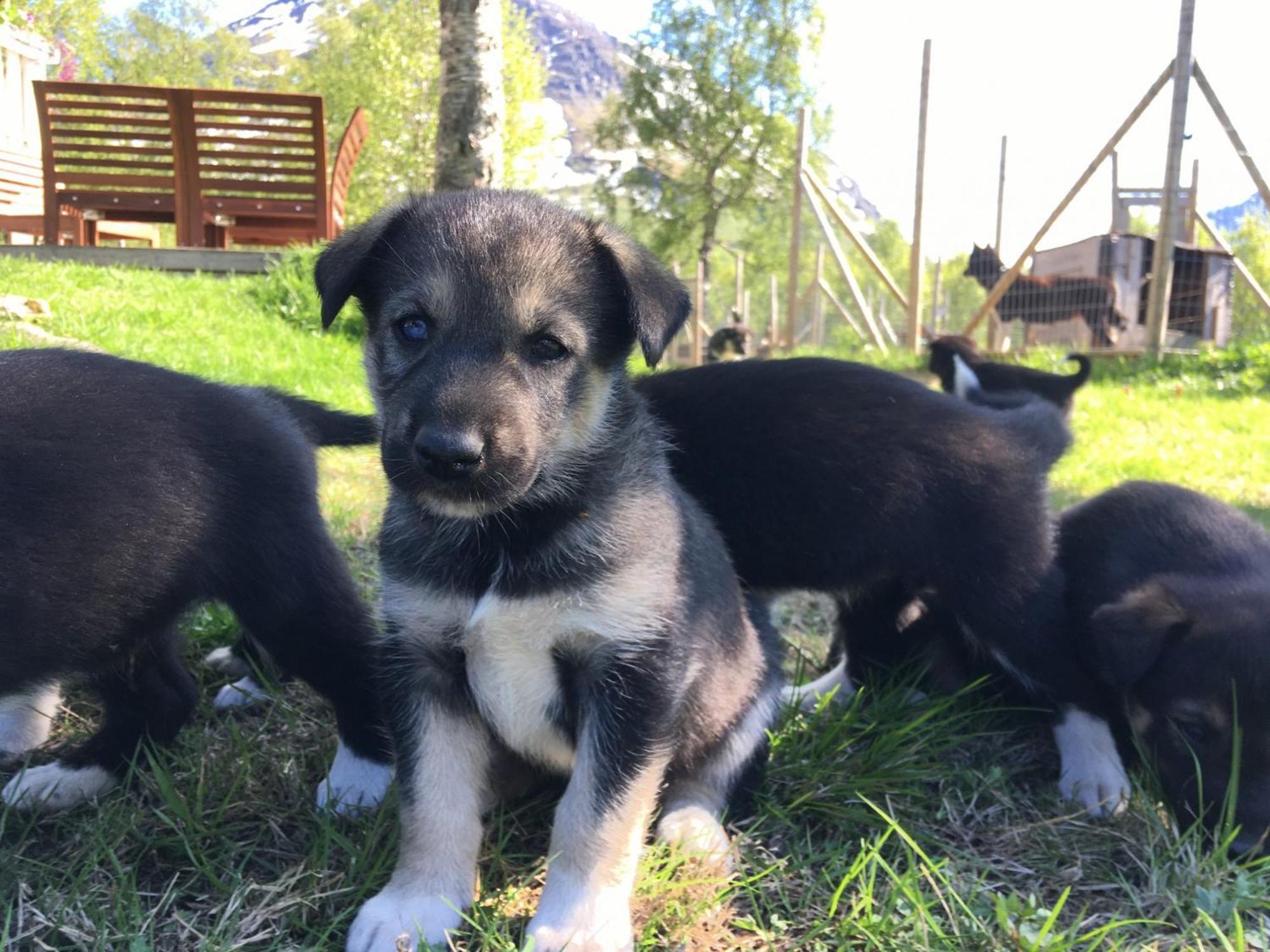 Bardu Huskylodge Dış mekan fotoğraf